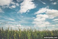 How Clean Air Protects Your Brain and Memory