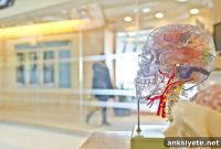 Estrogen Linked to Less Brain Shrinkage in Midlife Women