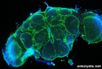 Scientists Discover Diffusion Barrier in Fruit Fly Brain