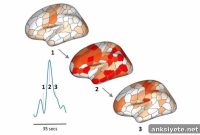 Brain Injuries and Disorders: What Brain Events Reveal