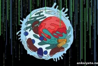 AI Study Finds Half of Cellular Contents Unknown