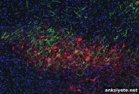 How the Brain Regulates Motivation and Drive