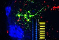 How Neurons Control Locomotion: Neural Circuits Explained