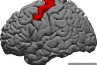 Study Pinpoints Brain Region That Ensures Accurate Speech