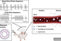 Noninvasive Drug Delivery Across the Blood Brain Barrier