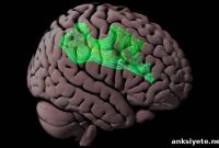 Mapping Neural Connectivity of the Brain’s Reading Network