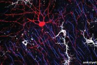 How Immune Cells Shape Synapses and Brain Connectivity