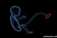 Air Pollution Alters Placental Genes, Increases Pregnancy Risk