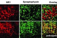 New Breakthrough Therapy Targets Persistent Seizures in Epilepsy