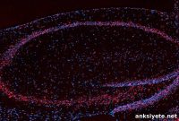 Study Finds Memory Turbocharger in Mouse Brain Cells