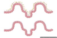 Are Enteric Neurons and the Gut Microbiome Linked to ALS?