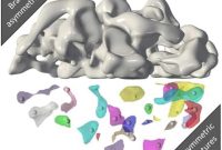 How Left Brain Asymmetry Affects Reading Ability