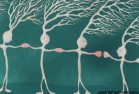 Electrical Synapses Influence Single Neurons Across the Brain