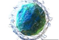 New B-Cell Changes Linked to Postpartum Depression in Women