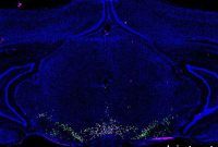 Searchable Atlas Maps Cell Types in Addiction Brain Region