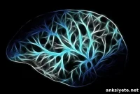 How Memory Forms: Rewiring Local Neuronal Network Connections