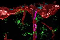 Origins of the Brain’s Immune System Revealed