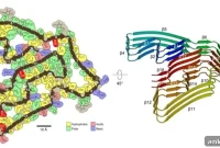 Unexpected Protein Linked to Frontotemporal Dementia
