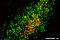 How Hormones Shape Sex Differences in the Brain