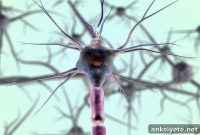 Designer Neurons Could Transform Parkinson’s Disease Treatment