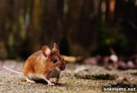 Study Finds Exercise Boosts Dopamine Release in Mice