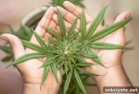 Cannabis Use Raises Sedation Requirements for Endoscopy