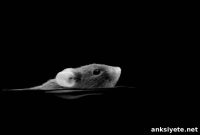 OFF Retinal Ganglion Cells Detect Single Photons in Starlight