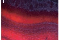Scientists Uncover Mechanism for Brain Region Communication