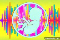 How Prenatal Sound Exposure Shapes Fetal Hearing Development
