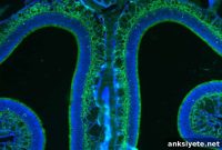 Olfactory Adaptation: How Smell Adjusts to the Environment