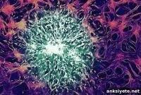 Engineers Create Nanoparticles That Cross the Blood-Brain Barrier