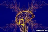 AI Links Brain Anatomy Differences to Autism Symptoms