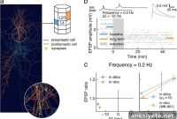 How the Brain Learns: Neuroscience Behind Memory and Skills