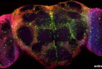 How Neurons and Glia Drive Neural Regeneration After Brain Injury