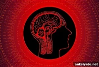 Blood Vessel Discovery Advances Alzheimer’s Treatment