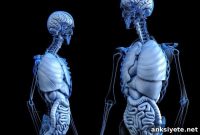 How the Liver Influences Brain Function and Behavior