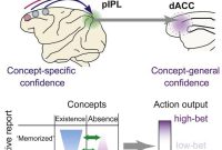 Brain Region Weighs Information From Multiple Sources