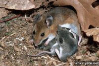 Oxytocin Alters Male Mice Behavior After Fatherhood