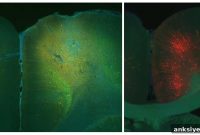 How a Brain Circuit Detects Extra Steps in Tasks