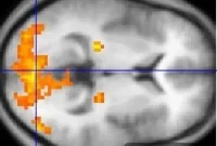 New Research Reveals How the Brain Decodes Vision