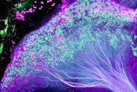 Small Brain Region Governs Motivation to Earn Rewards