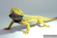 What Dragon Myths Reveal About Brain Evolution