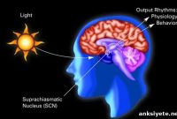 How Changing Day Length Rewires the Brain and Behavior