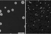 How a Fungus Shrinks to Infect the Brain