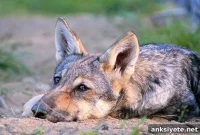Can Wolves Bond with Humans? Scientific Evidence