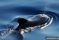 How Whales Avoid Brain Damage During Deep Dives