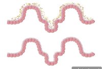 New Study Links Gut Microbiome to Key Metabolites