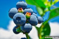 Are Superfoods Worth the Hype?