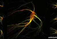 How the Brain Maps Smell