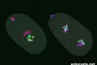 New Study Reveals Epigenetic Memory Passed Across Generations